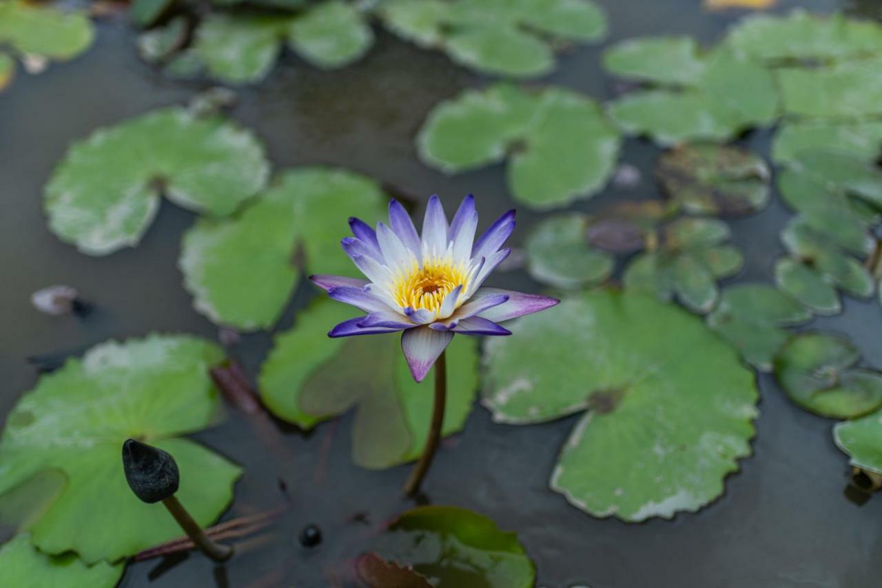 Doi Inthanon Riverside Resort Chom Thong Exteriör bild